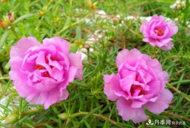 千位花友票選，10種***好養護的花卉，你們都養了沒(méi)？(圖3)