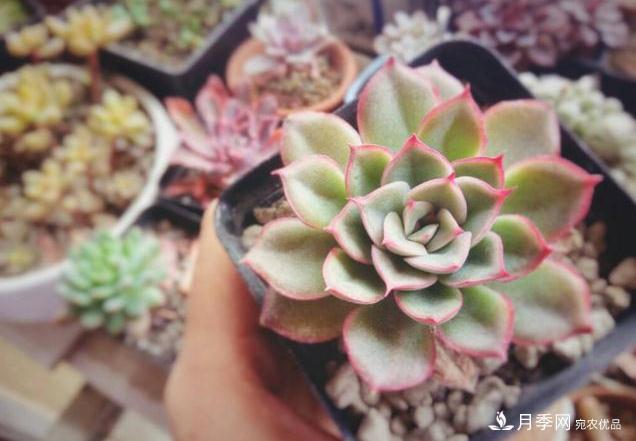 千位花友票選，10種***好養護的花卉，你們都養了沒(méi)？(圖5)
