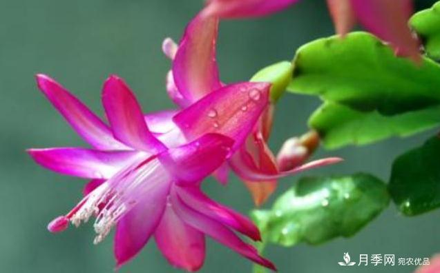 千位花友票選，10種***好養護的花卉，你們都養了沒(méi)？(圖6)