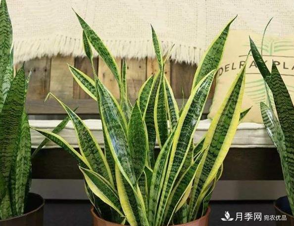 千位花友票選，10種***好養護的花卉，你們都養了沒(méi)？(圖8)