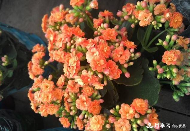 千位花友票選，10種***好養護的花卉，你們都養了沒(méi)？(圖10)
