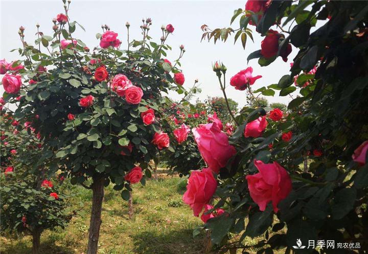 古樁月季樹(shù)開(kāi)花少的原因是什么？(圖1)