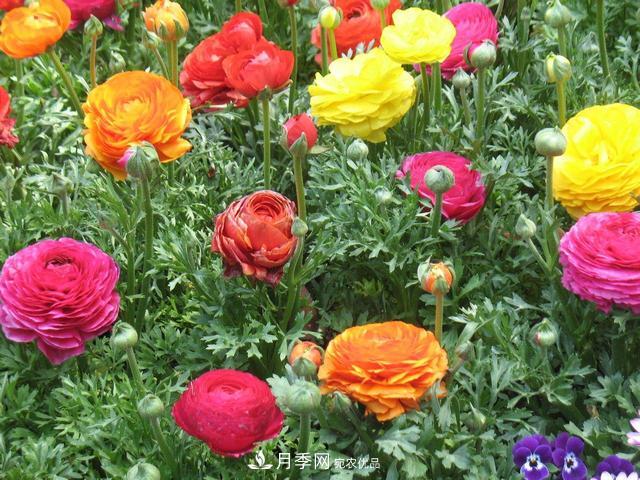 此花頗有牡丹花容顏，花毛茛色彩鮮艷且非常豐富(圖3)