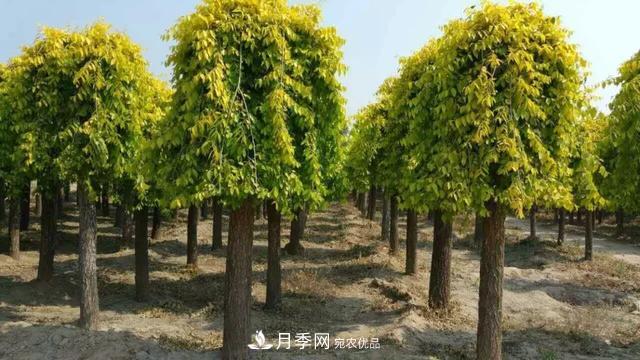 世界金色看中國，說(shuō)說(shuō)中國人自己的彩葉樹(shù)金葉榆(圖2)