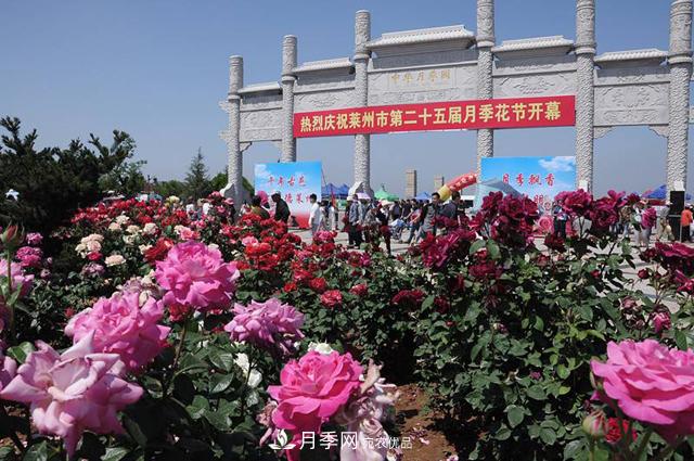 山東有三座城市以花聞名，除了菏澤牡丹平陰玫瑰，還有萊州月季之都(圖2)