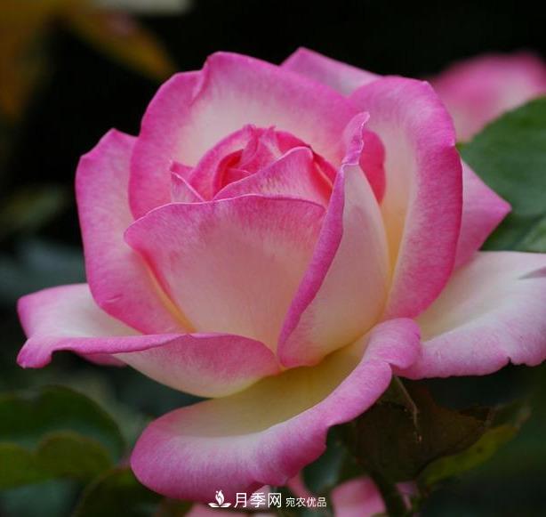 盤(pán)點(diǎn)30款又香又好看的月季，讓花園香氣迷人又美麗(圖16)