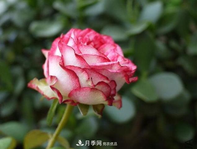 月季為什么老是死掉養不活？十大護身符趕緊拿走用(圖1)