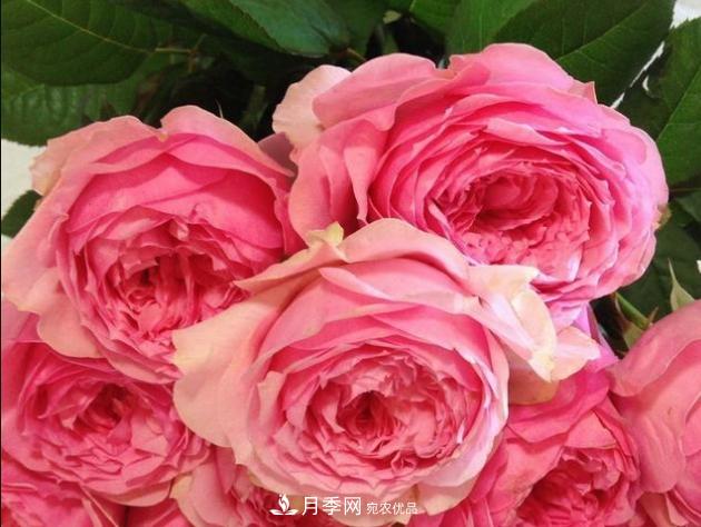 月季為什么老是死掉養不活？十大護身符趕緊拿走用(圖2)