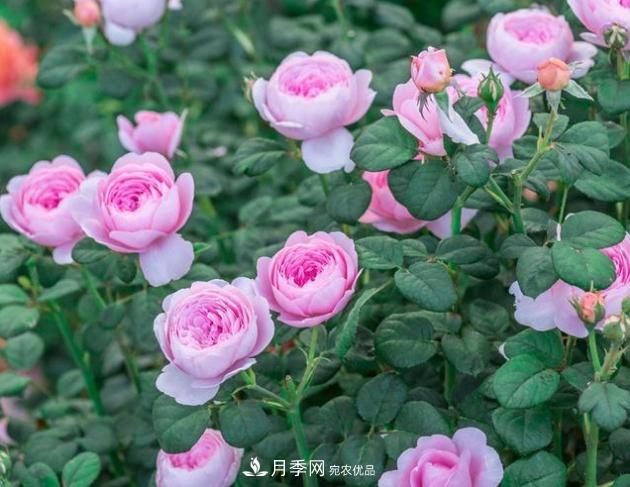 月季為什么老是死掉養不活？十大護身符趕緊拿走用(圖3)