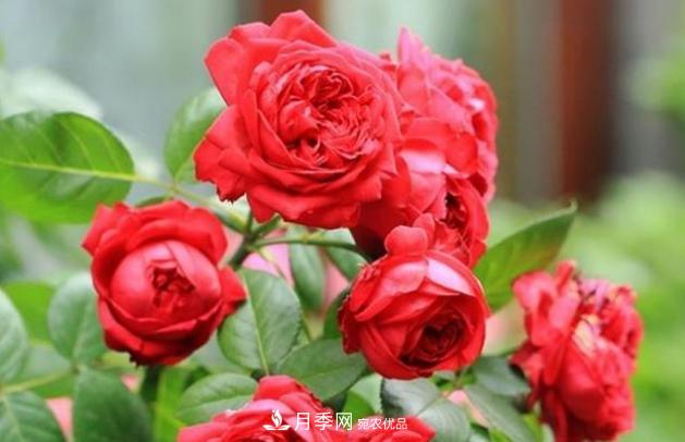 月季為什么老是死掉養不活？十大護身符趕緊拿走用(圖4)
