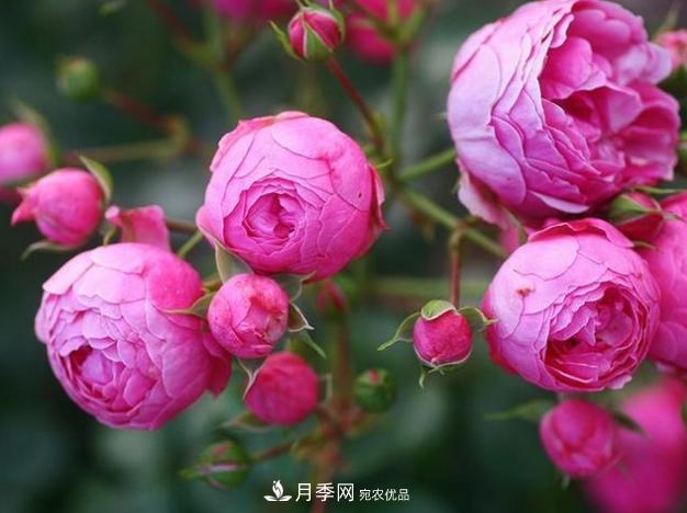 月季為什么老是死掉養不活？十大護身符趕緊拿走用(圖5)