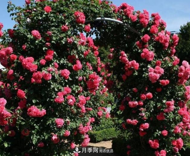 月季為什么老是死掉養不活？十大護身符趕緊拿走用(圖6)