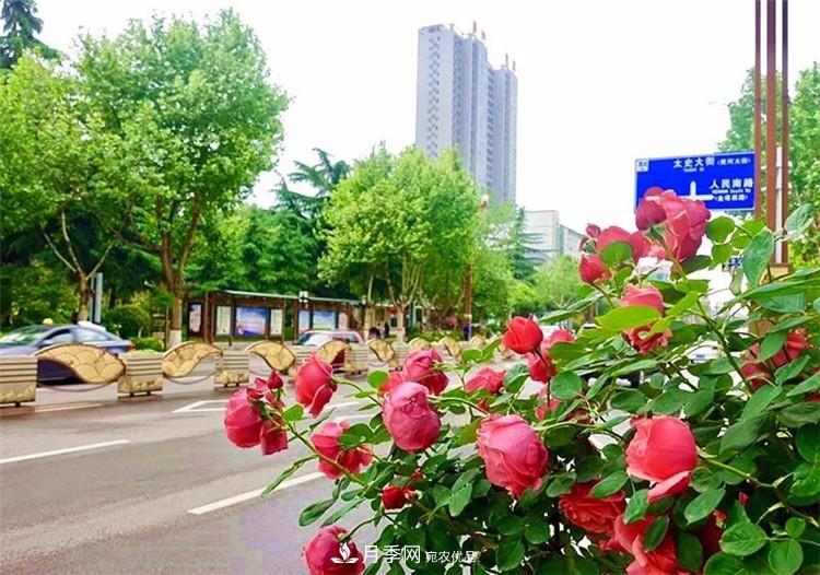 記錄陜西韓城第二屆月季文化產(chǎn)業(yè)發(fā)展大會(huì )(圖2)