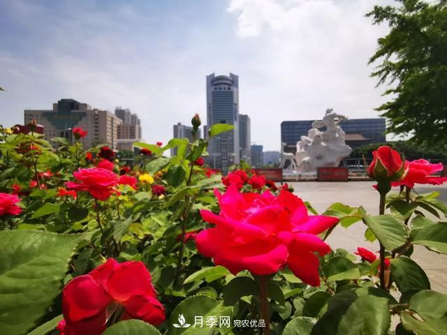 太原種植百萬(wàn)株月季花卉，打造玫瑰浪漫之都(圖1)