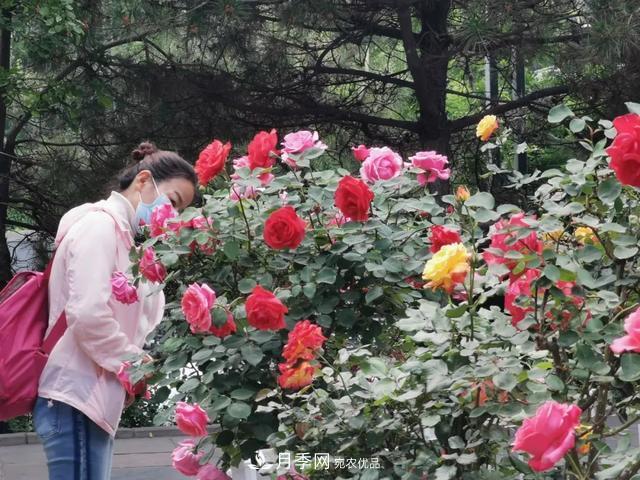 太原種植百萬(wàn)株月季花卉，打造玫瑰浪漫之都(圖2)