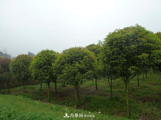 造林工程機遇，想賺錢(qián)的苗木人千萬(wàn)別錯過(guò)這個(gè)機會(huì )(圖1)