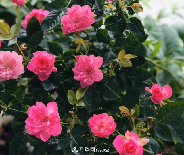 新手買(mǎi)月季花，避開(kāi)這個(gè)坑，不然會(huì )吃虧(圖5)
