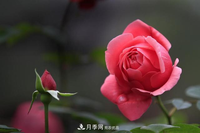 想讓月季不爛根，這些細節要注意(圖1)
