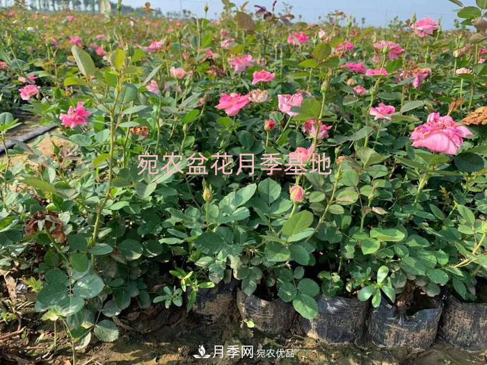 種植盆栽月季花用什么土好？(圖1)