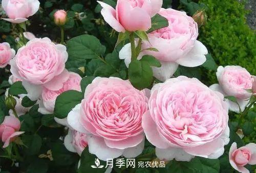 月季品種多，各種特性都不同，幾種典型好養的月季(圖2)