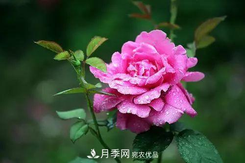 月季品種多，各種特性都不同，幾種典型好養的月季(圖1)