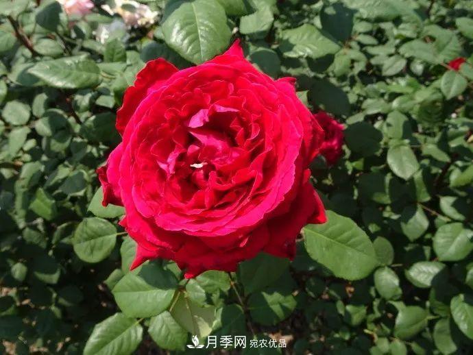 月季夫人蔣恩鈿，是她把月季花種到了人民大會(huì )堂(圖8)