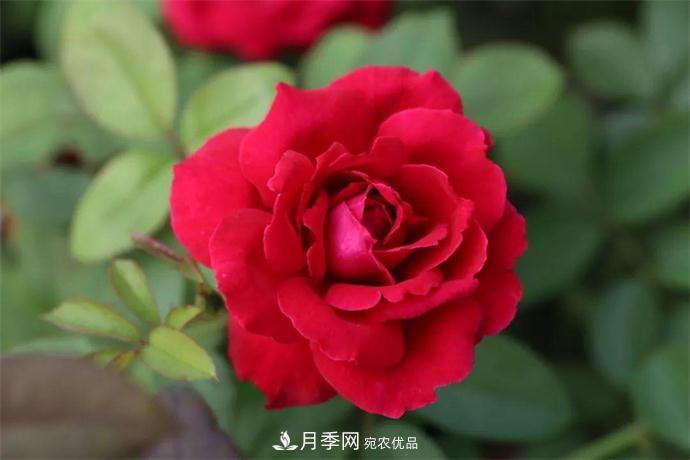 月季夫人蔣恩鈿，是她把月季花種到了人民大會(huì )堂(圖1)