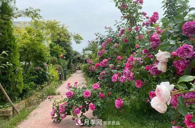 月季爆紅朋友圈！浙江這個(gè)80后男人擁有自己的夢(mèng)幻花園(圖1)