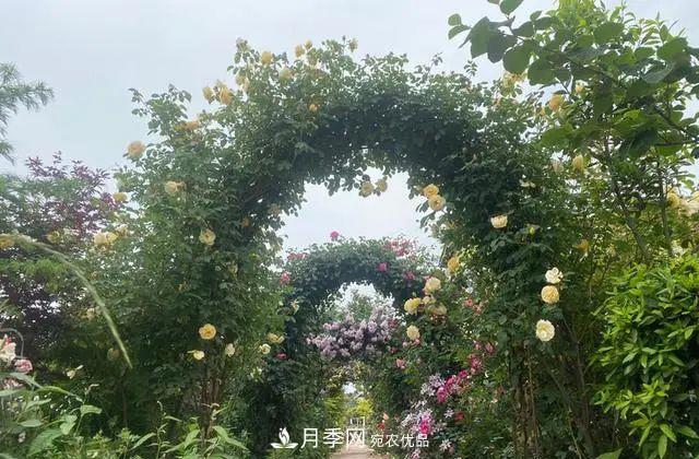 月季爆紅朋友圈！浙江這個(gè)80后男人擁有自己的夢(mèng)幻花園(圖2)