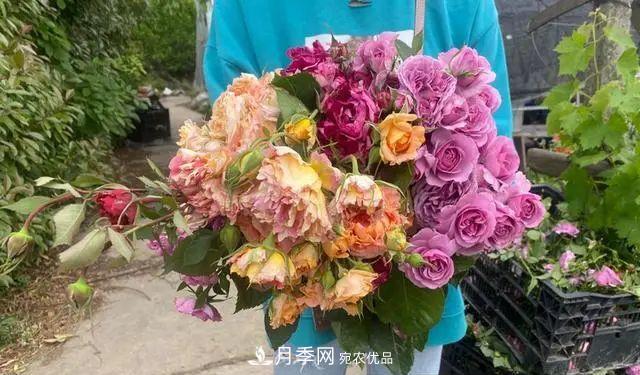 月季爆紅朋友圈！浙江這個(gè)80后男人擁有自己的夢(mèng)幻花園(圖4)