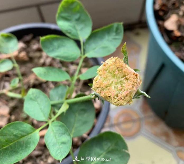 夏天月季需要遮陰嗎？(圖1)