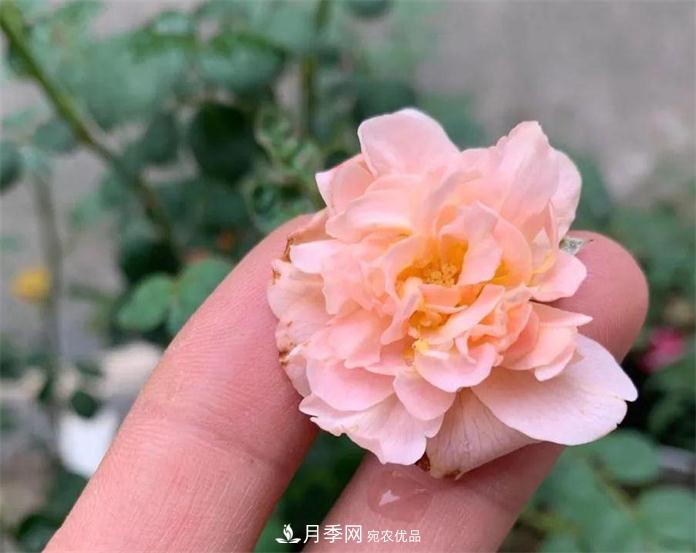 夏天月季需要遮陰嗎？(圖3)