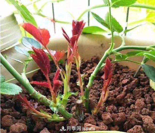 如何讓月季新芽多？4招“促芽”方法，秋天再來(lái)一大波(圖2)