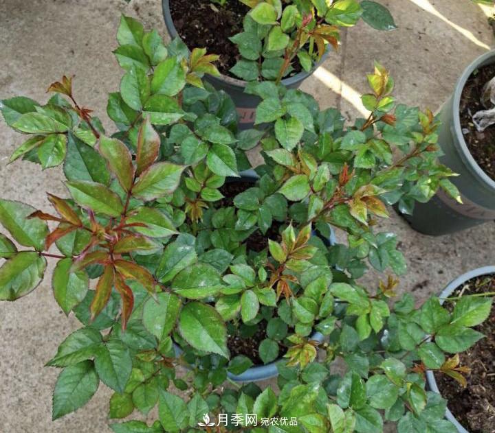 如何讓月季新芽多？4招“促芽”方法，秋天再來(lái)一大波(圖3)