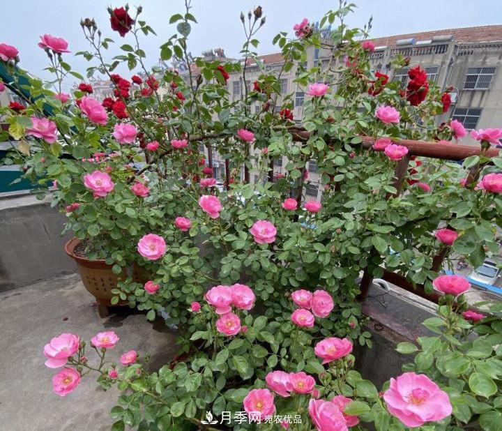 如何讓月季新芽多？4招“促芽”方法，秋天再來(lái)一大波(圖4)