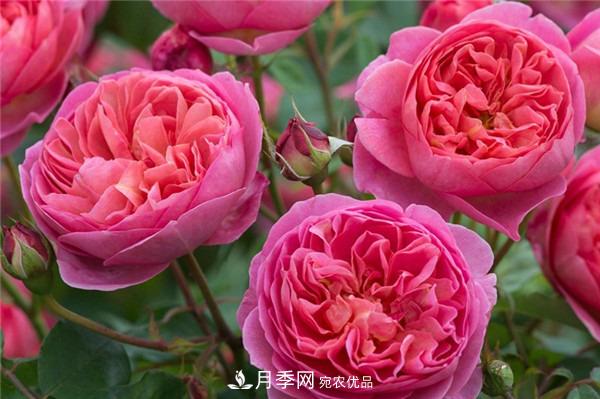 花中皇后，月季花有什么功效與作用？(圖2)