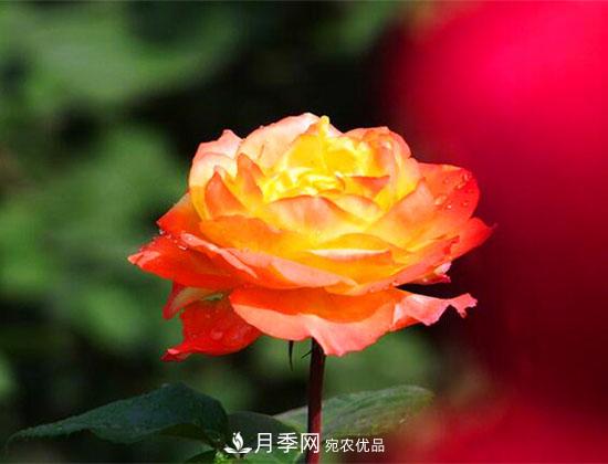 藤本月季有哪些好品種？我推薦這5個(gè)品種(圖4)