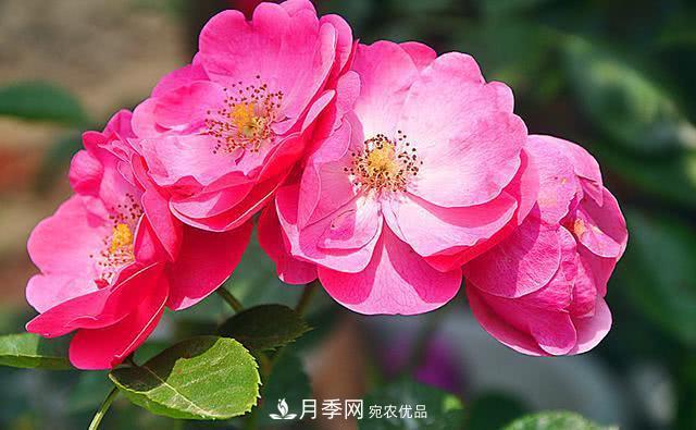 藤本月季有哪些好品種？我推薦這5個(gè)品種(圖1)