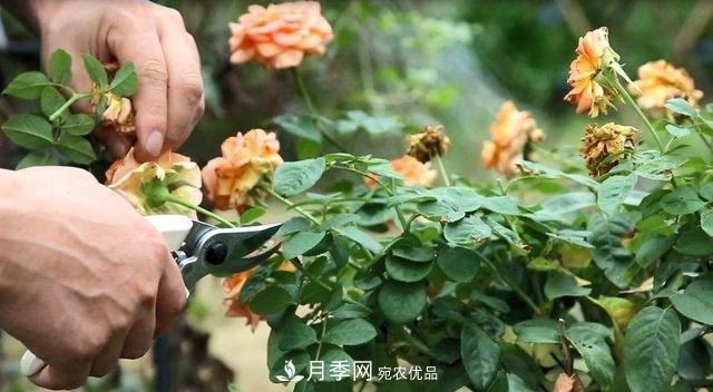 月季修剪有技巧，做好這幾點(diǎn)，花謝了還能開(kāi)好幾茬(圖1)