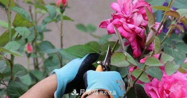 月季修剪有技巧，做好這幾點(diǎn)，花謝了還能開(kāi)好幾茬(圖3)