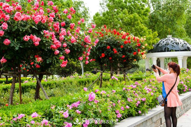 南陽(yáng)樹(shù)狀月季在綠化中的用途(圖3)
