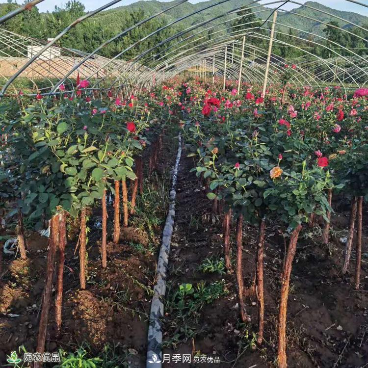 3公分月季樹(shù)批發(fā)價(jià)格多少，樹(shù)狀月季基地新報價(jià)(圖4)