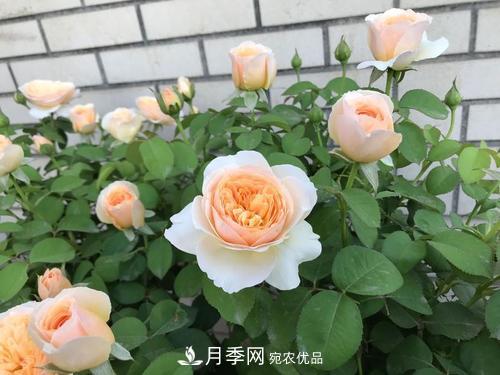 月季十死九個(gè)澇，月季澆水詳細教程在這里！(圖4)