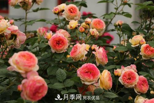 月季十死九個(gè)澇，月季澆水詳細教程在這里！(圖2)