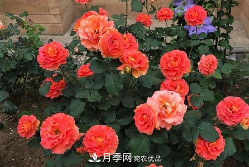 月季十死九個(gè)澇，月季澆水詳細教程在這里！(圖1)