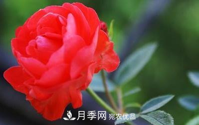 玫瑰和月季哪個(gè)好養？(圖2)