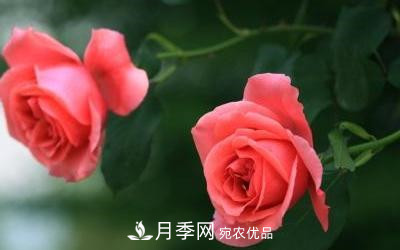 玫瑰和月季哪個(gè)好養？(圖3)