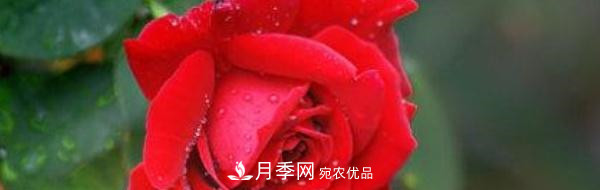 玫瑰和月季哪個(gè)好養？(圖1)