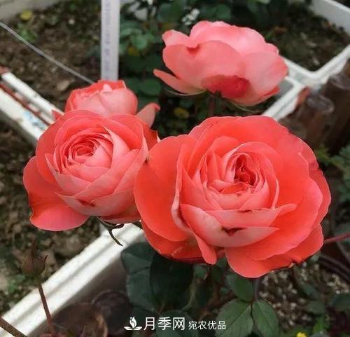 養月季5年，總結出4種盆栽月季，好看又好看驚艷時(shí)光(圖1)