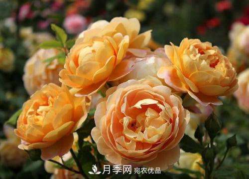 養月季5年，總結出4種盆栽月季，好看又好看驚艷時(shí)光(圖4)